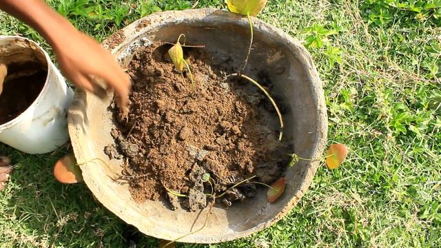 lotus planting I mini pot I soil types смотреть онлайн