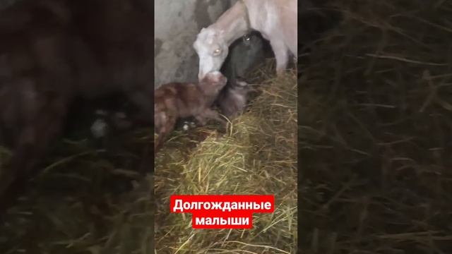 Окоз . Первые козлята. смотреть онлайн