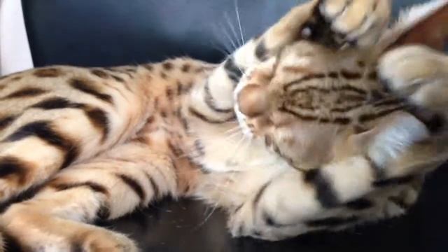 Chatting with Django смотреть онлайн