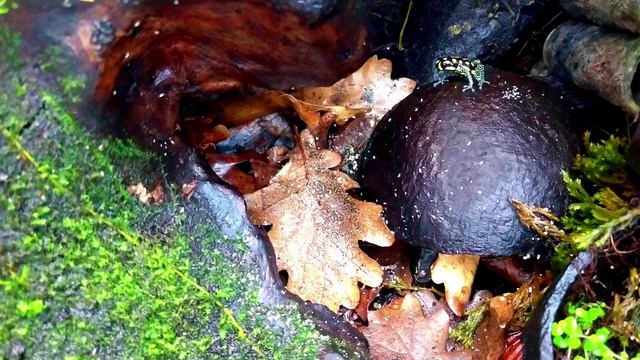 Террариумы с живыми растениями,древолазами и гекконами. смотреть онлайн