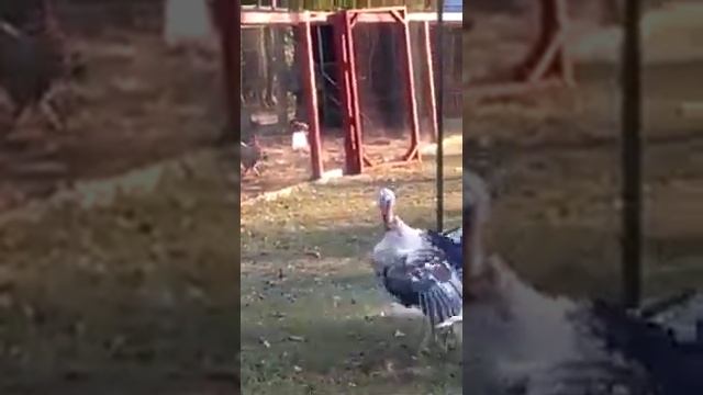 Индюшиный вальс смотреть онлайн