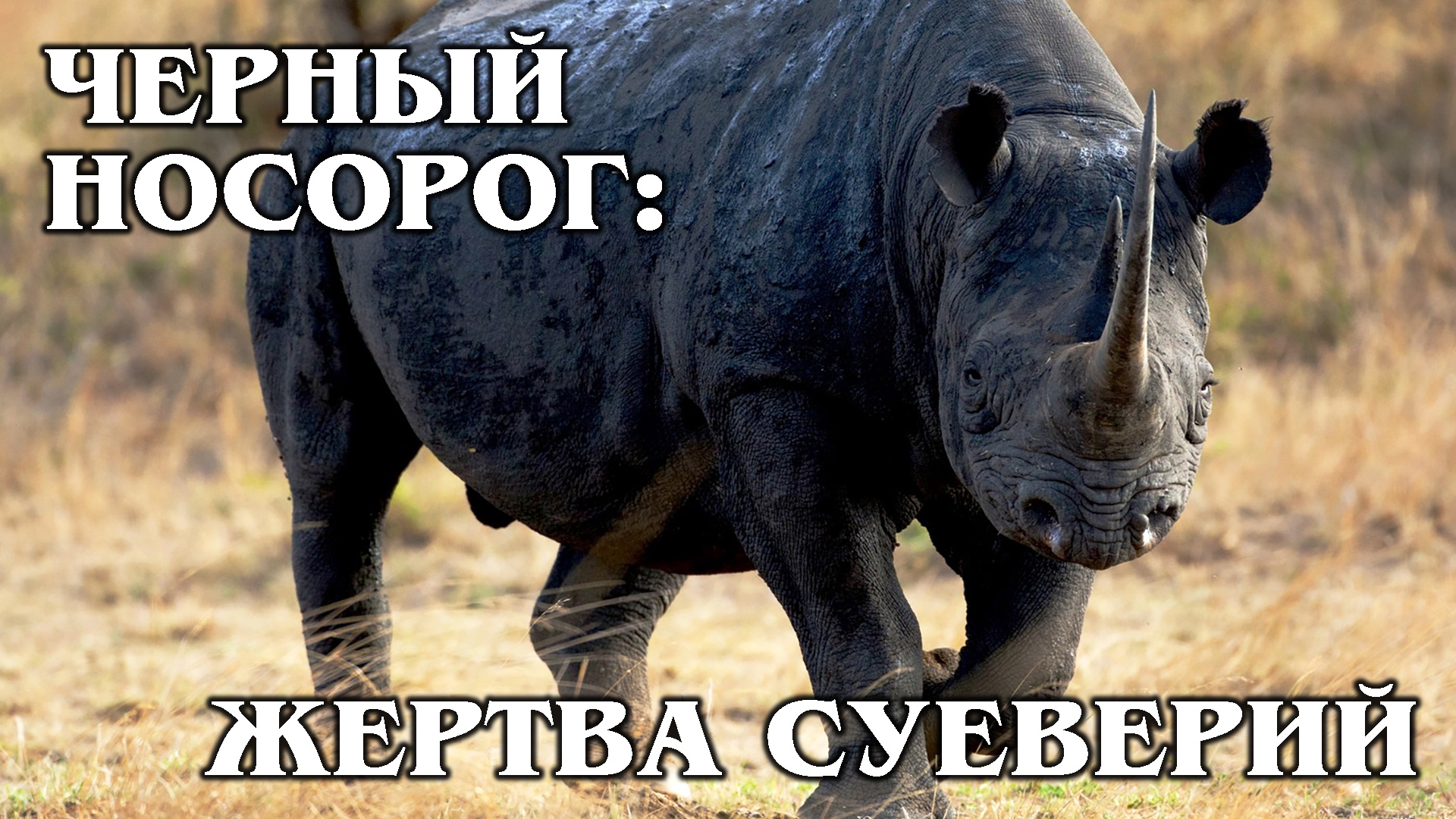 ЧЕРНЫЙ НОСОРОГ: Очень редкий вид носорогов | Интересные факты про носорогов и животных Африки смотреть онлайн