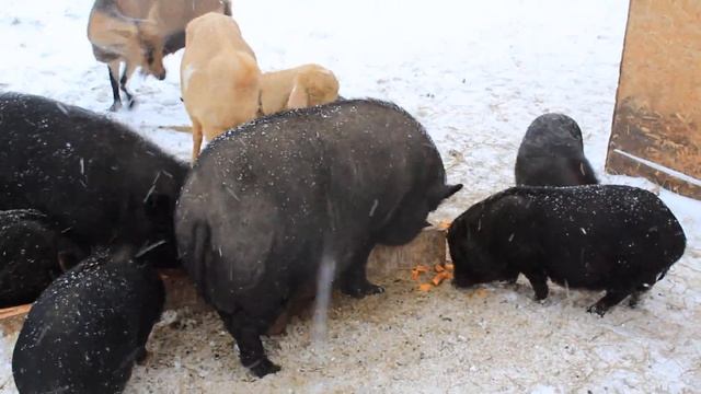 Вьетнамские свиньи Мраморные или чёрные? смотреть онлайн