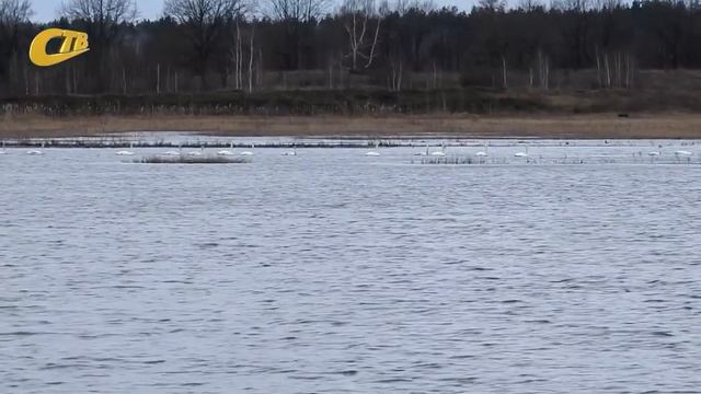 БОЛЬШАЯ СТАЯ ЛЕБЕДЕЙ БЫЛА ЗАМЕЧЕНА В РАЙОНЕ СТАРОГО БУЗЦА смотреть онлайн