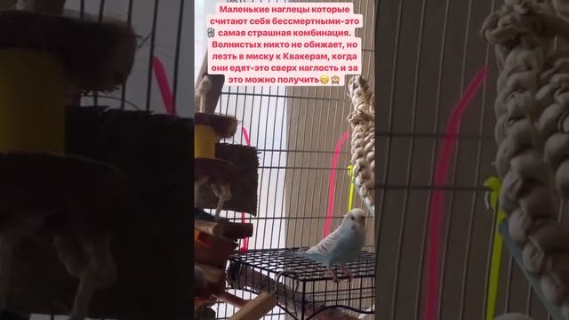Наглые волнистые попугаи совсем страх потеряли??? Смешные попугаи смотреть онлайн