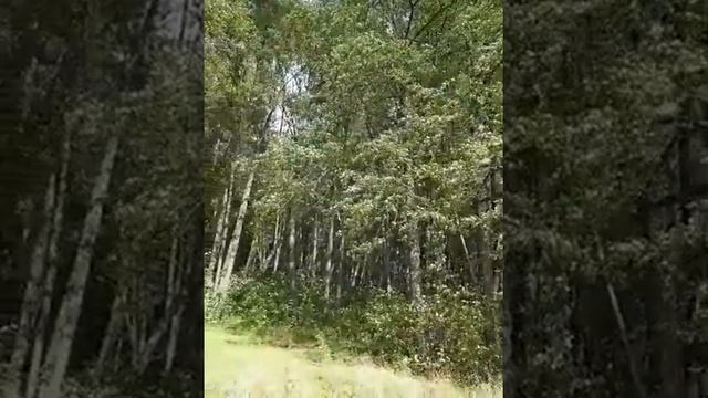 Ещё не брезжило. В лесу шуршала осень... смотреть онлайн