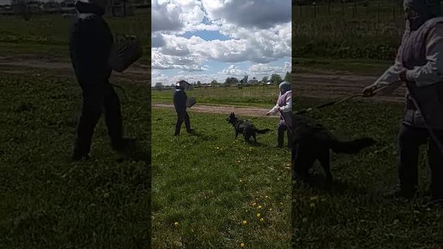 ВЕО Африка. Занятия по защите смотреть онлайн