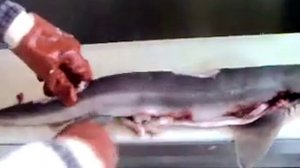 Разделка акулы.mp4