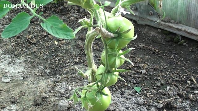 Помидоры в Теплице это Нужно Знать для Отличного Урожая смотреть онлайн