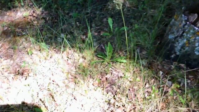 Первый выезд за грибами 27.05.2018 смотреть онлайн