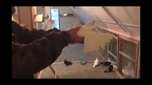 Голуби у Виктора-22 (Питомник "Западный" Белые) 8-906-727-22-43 смотреть онлайн