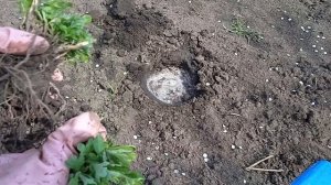 МУЛЬТИФЛОРА. Как рассадить весной хризантему мультифлору?