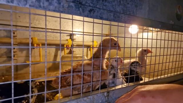 вот и последний вывод в этом сезоне в этом великане! смотреть онлайн