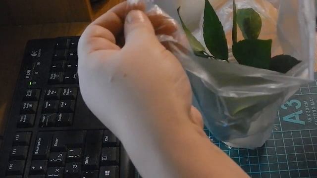 Укоренение черенков комнатных растений. Маленький секрет смотреть онлайн