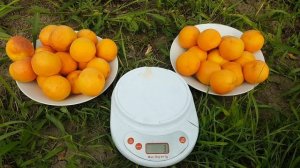 Абрикос Персиковый/Сладкий и очень сочный сорт