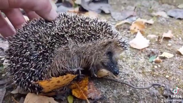 Маленький ёжик смотреть онлайн