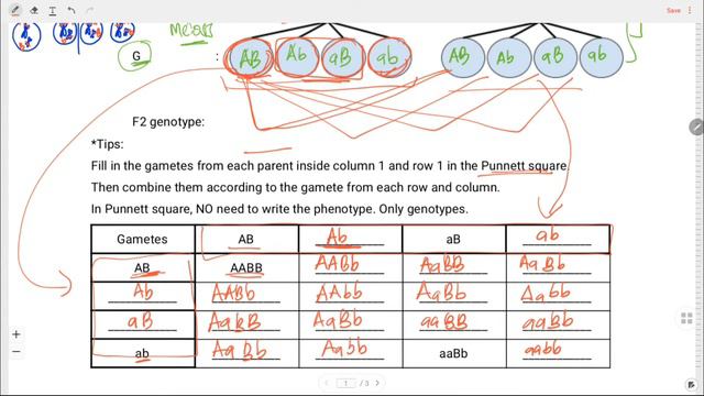 Dihybrid Inheritance Practice 7 смотреть онлайн