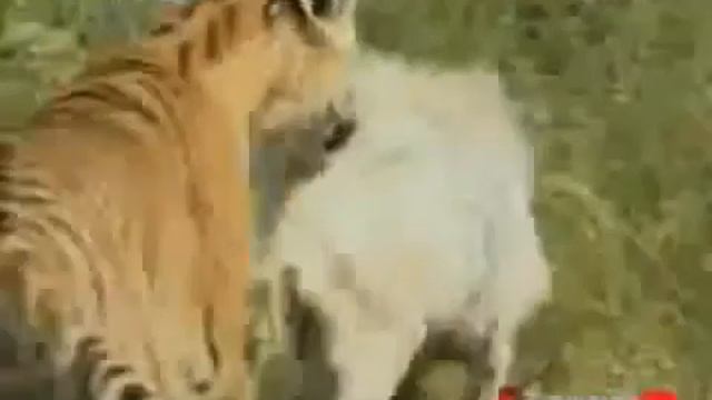 ТИГР АМУР И КОЗЕЛ ТИМУР ))) смотреть онлайн