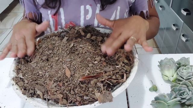 Replante da Lovely Rose com indecisão de identificação. смотреть онлайн