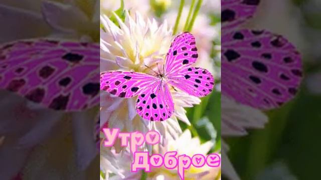 Доброе утро бабочки и цветы смотреть онлайн