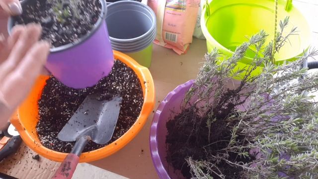 Апрель. Посадка саженцев лаванды в контейнеры и в открытый грунт. смотреть онлайн