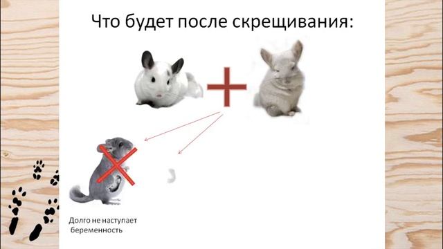 Летальный (смертельный) ген у ШИНШИЛЛ! смотреть онлайн