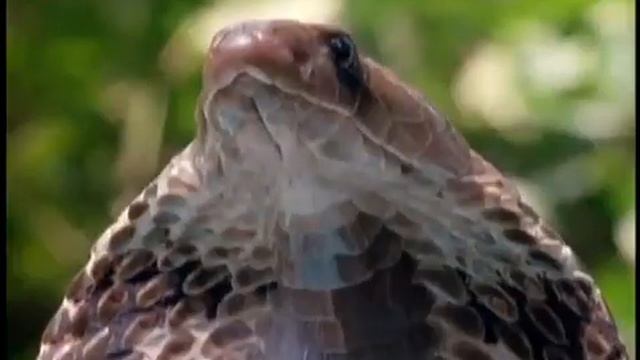 Geocore Shorts: Animals Geocore Shorts: Animals Cobra Vs Monitor Lizard смотреть онлайн