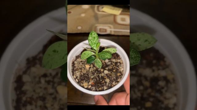 Variegated Adenium Obesum #variegatedadeniumobesum #variegatedadenium #variegatedseedling смотреть онлайн