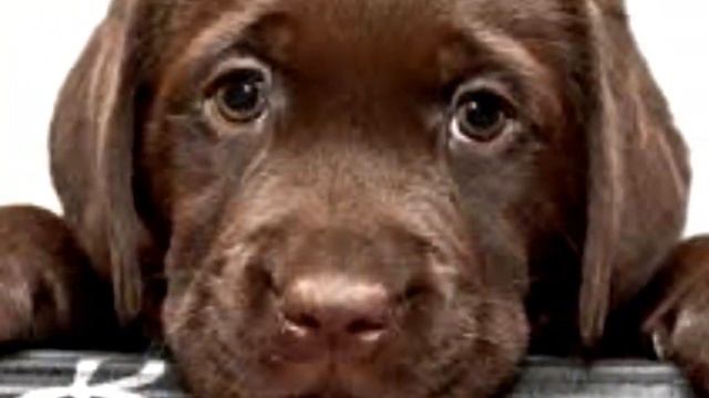 Щенки лабрадора ретривера смотреть онлайн