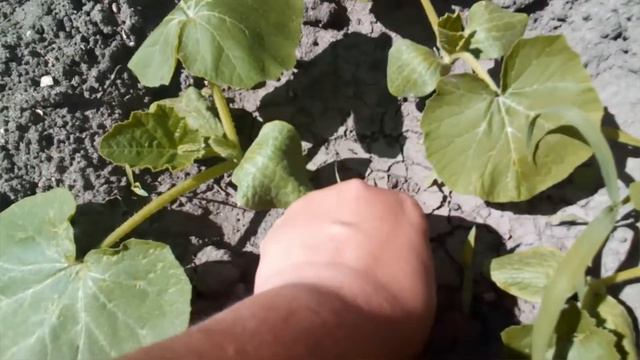 Последние капустные грядки Совмещённые грядки. Эксперимент по луку. 25 06 2020 год. смотреть онлайн