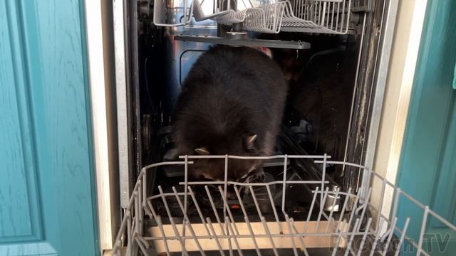 Енот-мастер ищет неисправности в посудомоечной машине смотреть онлайн