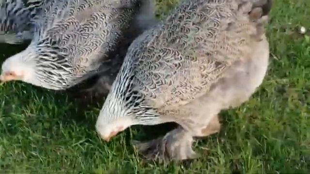 Морковь курам несушкам как давать сырую и вареную смотреть онлайн