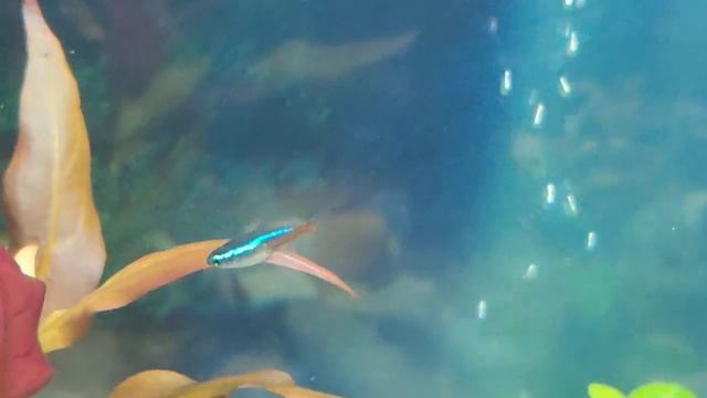 Купили аквариум, и только заселили рыбками 29.11.23 г. смотреть онлайн