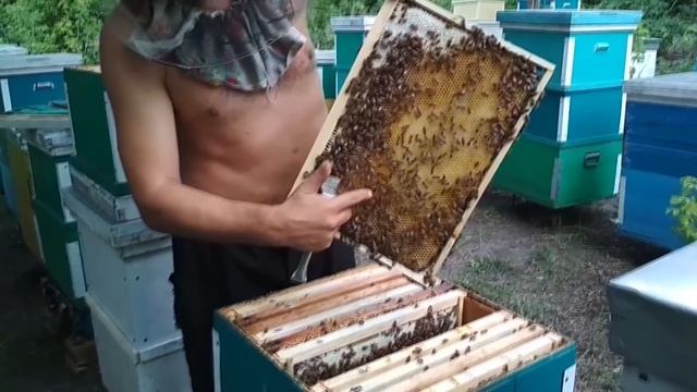 ПЧЁЛЫ БАКФАСТ В35 СКОЛЬКО МЕДА В УЛЬЯХ В ПЛОХОЙ СЕЗОН! Медогонка самодельная поворотная с приводом! смотреть онлайн