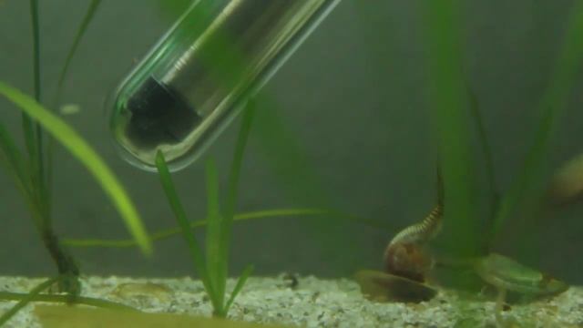 Triops cancriformis cancriformis aus Spanien (grün) смотреть онлайн
