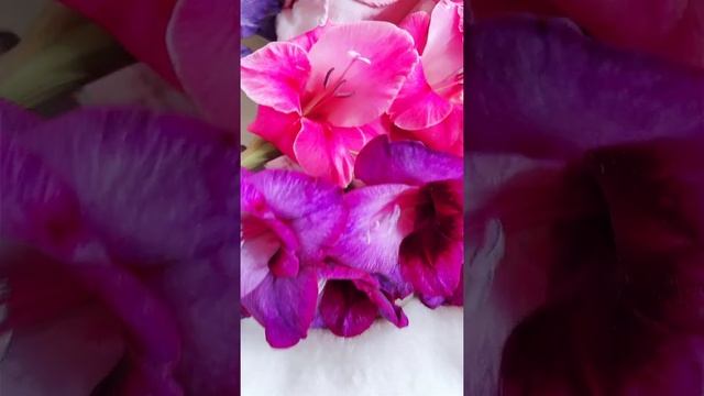 Как появилась лысая кошка Сфинкс её нашли в цветах юмор #tiktok смотреть онлайн