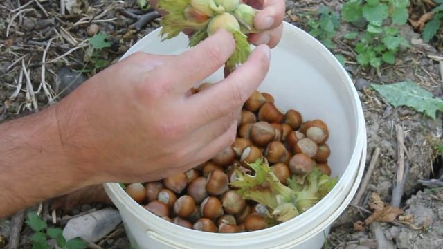 Фундук на участке (с одного куста) смотреть онлайн