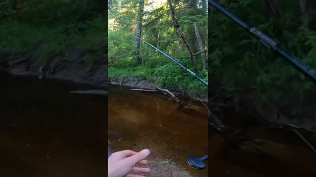 Монстр малой реки - микрушка!💥🔥 #воблера #река #форель #рыба #рыбалка #спиннинг #монстр смотреть онлайн