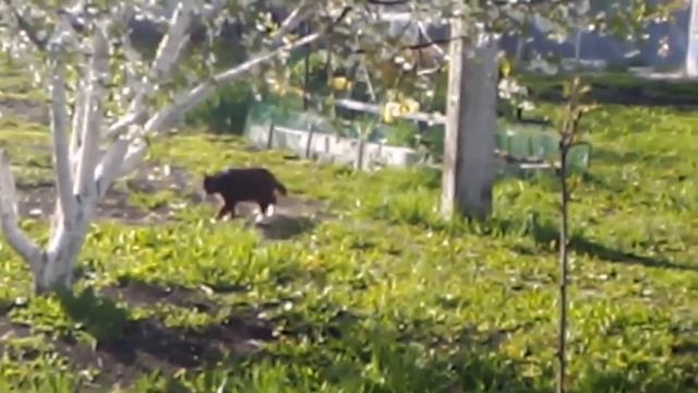 Посадка Помидор "СНЕГИРЁК" в ПАРНИК. 02.05.2019г. смотреть онлайн