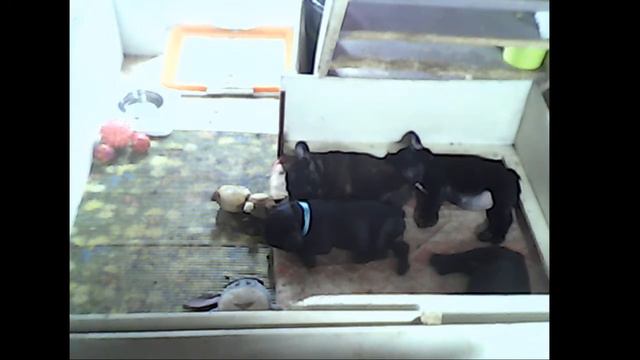 Щенки голубого французского бульдога смотреть онлайн