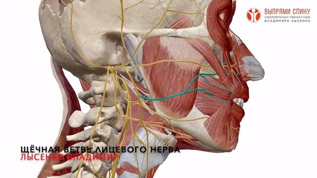 Лицевой нерв. Как выглядит и где располагается лицевой нерв на лице человека? 3D-анатомия черепа смотреть онлайн