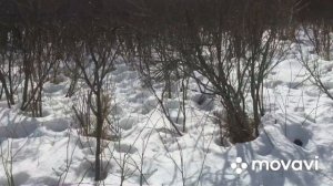 Поиск рогов по снегу . Очередной удачный выход . Свежие рога лося)