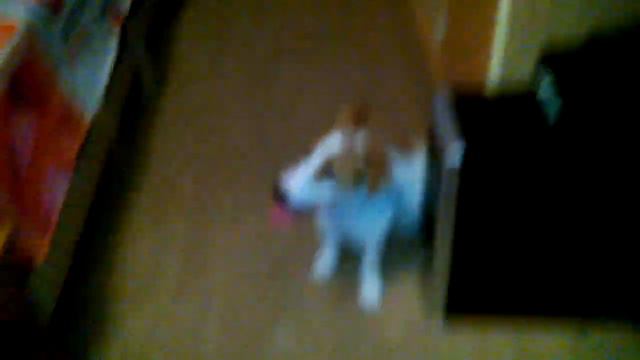 Джек Рассел Терьер Ахиллес сходит с ума)) смотреть онлайн