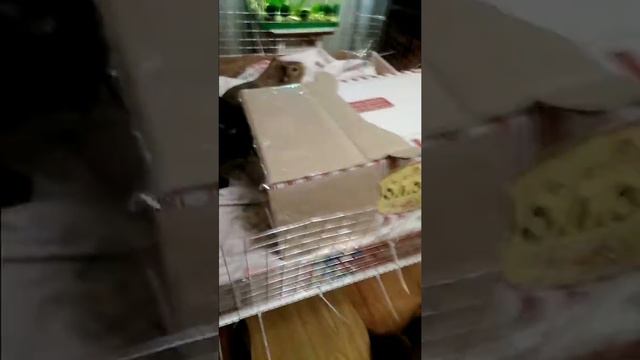 Клетка для морской свинки своими руками. Часть 2) тестируем смотреть онлайн