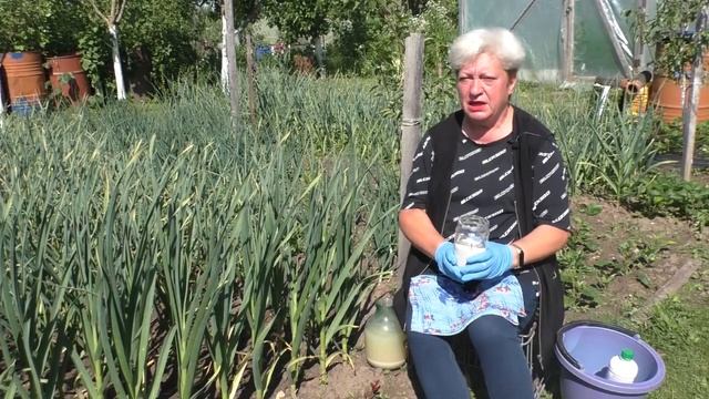 Светлана Кацапова рассказывает о чудодейственных свойствах лапчатки, о подкормке чеснока и пионах смотреть онлайн