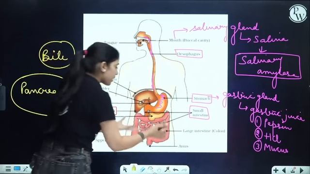 LIFE PROCESSES in 30 Minutes || Mind Map Series for Class 10th смотреть онлайн