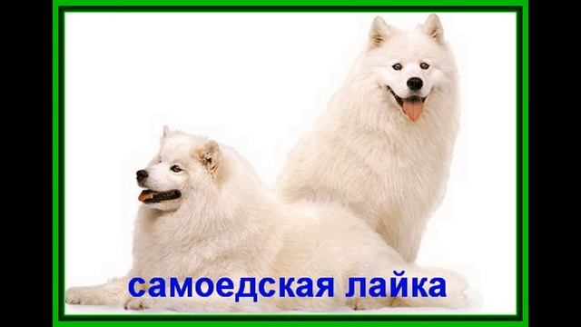 10 Самых лучших собак в мире. Рейтинг. смотреть онлайн