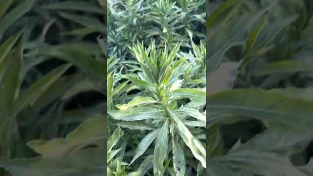Evening Primrose - TN Nursery смотреть онлайн