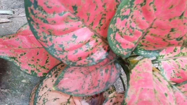 Hypoestes phyllostachya,polka dot,confetti,freckled face,嫣红蔓,Гипоэстeс филлостачья смотреть онлайн
