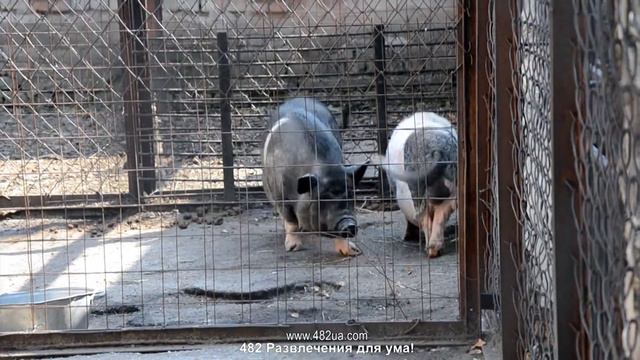 Харьковский зоопарк, пародистые свиньи, к части 11, фоторепортаж смотреть онлайн